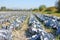 Rows of Red Cabbage