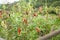 Rows of red chili peppers Capsicum annuum grow on the ground in China. Spicy, hot food