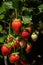 Rows of Red Strawberries Hanging on Courtyard Wall Perfect for Food Blogs and Recipe Websites.