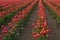 Rows of red and white tulips grow in field