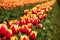 Rows of Red and Yellow Field Tulips