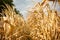 Rows of ripe corn on a dry plantation. Path between plantings of grain crops, beds with crops.