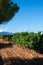 Rows of ripe grenache wine grapes plants on vineyards in Cotes  de Provence, region Provence, south of France