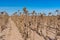 Rows of ripe sunflowers standing like old soldiers