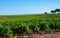 Rows of ripe syrah wine grapes plants on vineyards in Cotes  de Provence, region Provence, south of France