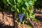 Rows of ripe syrah wine grapes plants on vineyards in Cotes  de Provence, region Provence, south of France