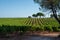 Rows of ripe syrah wine grapes plants on vineyards in Cotes  de Provence, region Provence, south of France