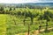 Rows of ripe wine grapes plants on vineyards of Virginia