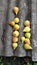 Rows of ripe yellow pears on grey rustic rough eternit roof surface