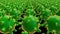 Rows of rotating viruses in green