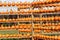 Rows and rows of baby pumpkins