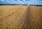 Rows and Rows of brown Crops fields ending life Summer time in Texas Drought