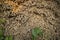 Rows and Rows of brown Jute Sticks Texture background of a field