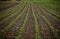 Rows and rows of crops growing