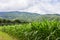 Rows and Rows of fresh unpicked corn