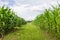 Rows and Rows of fresh unpicked corn