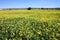 Rows and rows of mustard flowers