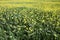 Rows and rows of mustard flowers