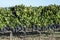 Rows of Sangiovese grapes in Montalcino in Tuscany