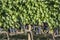 Rows of Sangiovese grapes in Montalcino in Tuscany