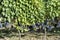 Rows of Sangiovese grapes in Montalcino in Tuscany