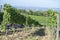 Rows of Sangiovese grapes in Montalcino in Tuscany