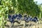 Rows of Sangiovese grapes in Montalcino in Tuscany