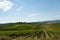 Rows of Sangiovese grapes in Tuscany