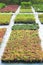 Rows of seedlings different plants in pots sold in garden center