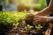 Rows of seedlings in plastic tray with hands