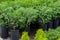 Rows of seedlings of western thuja Selena in pots