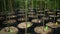 rows of seedlings of young tall trees in plastic black pots or tubs ready for planting in a plant nursery.