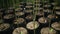 rows of seedlings of young tall trees in plastic black pots or tubs ready for planting in a plant nursery.