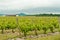 Rows of seventy year old grape vines in Spain