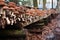 rows of shiitake mushrooms on wooden logs