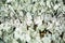 Rows of sitting white and black striped butterflies