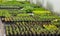 Rows of small plants inside a polytunnel