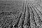 Rows of soil before planting. Grooved row on a plowed field prepared for planting in the spring,