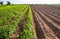 Rows of soil before planting and Rows of young cassava plant in countryside farmland . Baby cassava or manioc plant farm pattern i