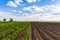 Rows of soil before planting and Rows of young cassava plant in countryside farmland . Baby cassava or manioc plant farm pattern i