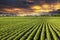 Rows of soy field plants in sunset