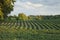 Rows of soybeans in a field with trees late afternoon