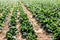 Rows of spinach grown in open field under a bright sunshine