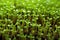 Rows Of Sprouted Sprouts Growing Uniformly In Perfect Alignment. Generative AI