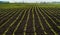 rows of sprouts of sugar beet leaves