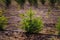 Rows of spruce, firs on tree nursery farm. Little coniferous fir-tree seedlings for sale. Decorative plants farm. Soft focused