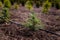 Rows of spruce, firs on tree nursery farm. Little coniferous fir-tree seedlings for sale. Decorative plants farm. Soft focused