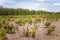 Rows of spruce, pines on tree nursery farm. Little coniferous pine tree seedlings for sale. Decorative plants farm