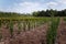 Rows of spruce, thuja, thuya bushes on tree nursery farm. Little coniferous tree seedlings for sale. Decorative plants farm