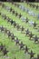 Rows Of Star Tombstone at cemetery, Gdynia, Poland